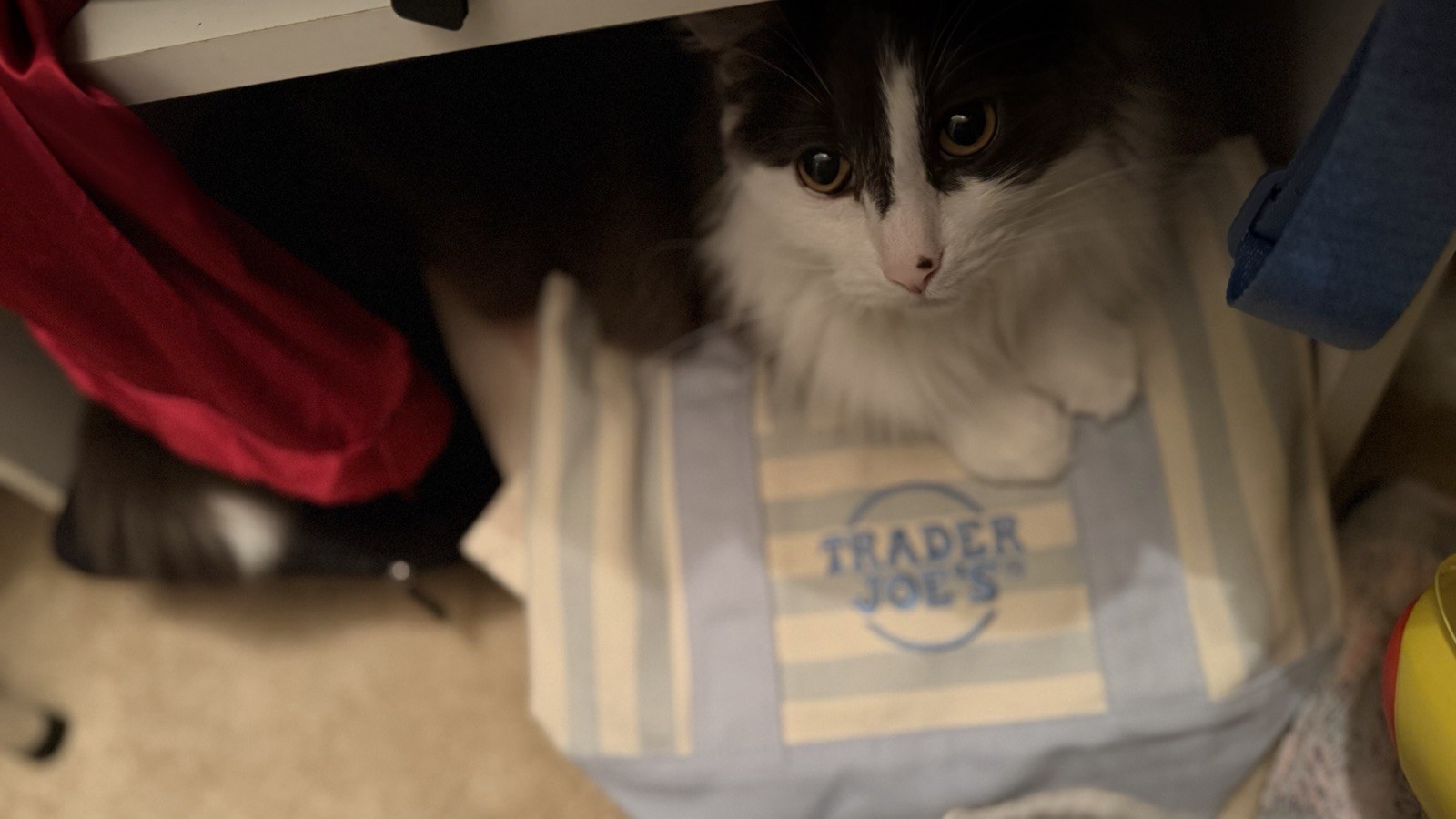 Trader Joe’s Canvas Striped Multicolor Reusable Tote Bag Small. Cat not for sale
