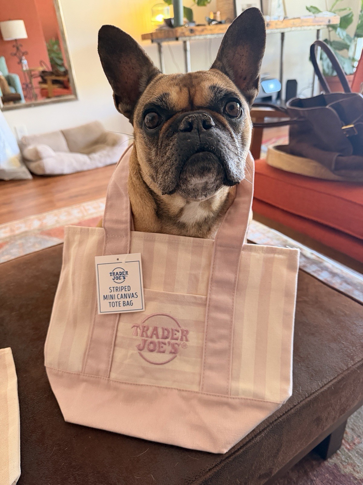 Trader Joe’s Mini Canvas Tote Bag Gold Striped 15cm x 15cm 6in New